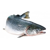 Norwegian Organic Salmon